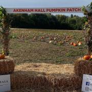 A new pumpkin patch has opened in Ipswich