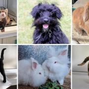 Can you give any of these animals their forever home?