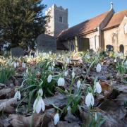 Snowbells have emerged in Martlesham, signalling the start of Spring