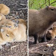 'Small, fluffy and utterly adorable' baby capybaras born at Jimmy's Farm