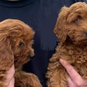 Two cockapoo puppies were dumped in Ipswich