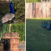 Residents of Martlesham were saddened to learn that a peacock had been removed from the village on Friday.