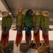 Parrots Merlin (centre) and Astra (second left) are still on the loose in Trimley. Image: Helen Beresford