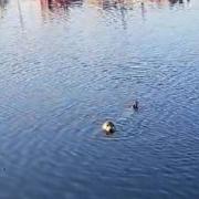 The seal was spotted at Ipswich Waterfront on Wednesday