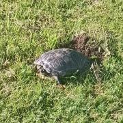 A terrapin has been laying eggs in Christchurch Park