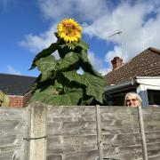 A garden in Ipswich has managed to plant and cultivate a sunflower that has grown taller than six feet