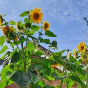 10-foot sunflower grown by Vernon Groom in Barham