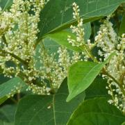 Japanese knotweed can be a risk to homeowners