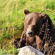 Jimmy's Farm is hoping to bring brown bear Diego over from Sweden to Suffolk, saving his life