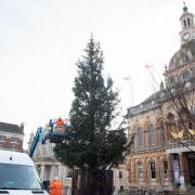 The huge Christmas tree is set to go up on November 15.
