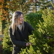 Emily Wheaton at Akenham Hall Christmas Tree Farm