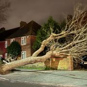 A fallen tree caused chaos in Nacton Road in Ipswich