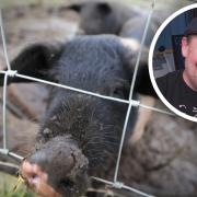 Johnny Vegas will be at Jimmy's Farm in Suffolk