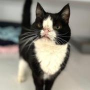 Hugo, the 'perfectly imperfect' cat, is looking for his forever home