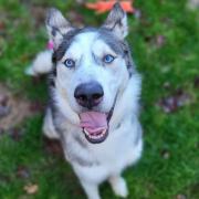 Blaze is a beautiful, blue-eyed Siberian husky looking for a new home