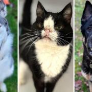 From left: Blaze, Hugo and Junior are all looking for homes at RSCPA Suffolk Central Branch