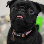 Chilli the pug is looking for a home - and £3,000 for a vital operation