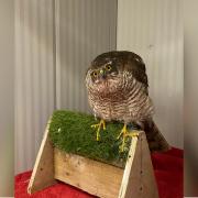 A sparrowhawk was rescued from a warehouse in Ipswich