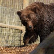 Diego the Bear has officially arrived in Suffolk and footage released shows him looking around his new home