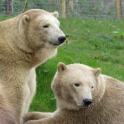 Jimmy's Farm and Wildlife Park is offering an exclusive tour of the bear facilities