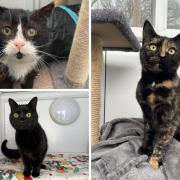 Can you give these cats a forever home?