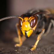 Asian hornets could be seen in Suffolk this week