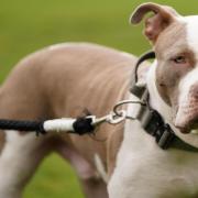 A woman has denied charges to a XL Bully incident in Haverhill