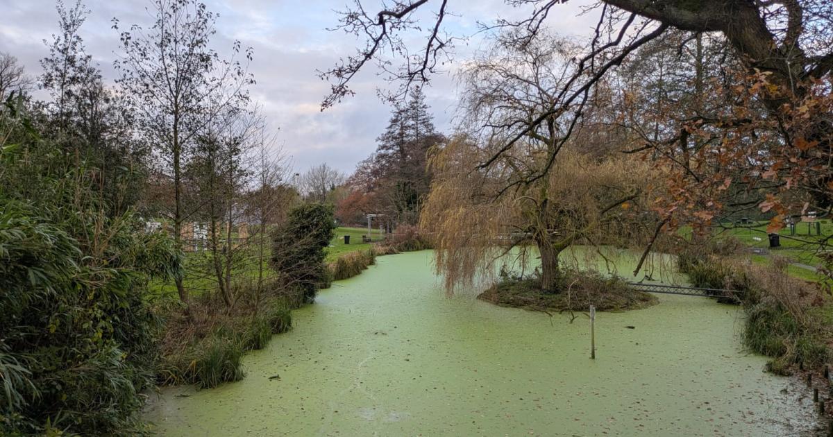 Work begins to prevent duckweed in Ipswich park