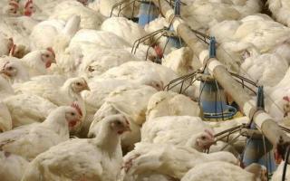 Butchers across Suffolk are concerned about a shortage of poultry for Christmas as the third case of bird flu in a week was identified in the county