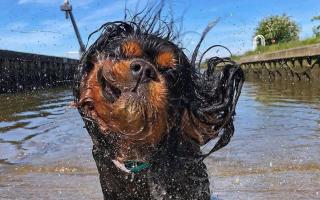 Arthur the Cavalier King Charles Spaniel from Suffolk won the competition out of over 500 entries