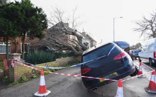 The aftermath of the tree falling in Nacton Road, Ipswich