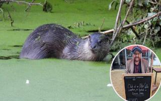 Bishops Cafe is enjoying an unseasonal boost as the appearance of Ollie the otter has seen visitor numbers soar