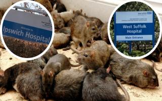 The trust behind Ipswich Hospital recorded over 200 reports of pests in the last three years