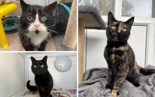 Can you give these cats a forever home?